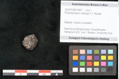 Foto (Objekt + Etikett) von Phymatocaryon mackayi F.V. Mueller (NHMW-GEO-2024-0188-10451)